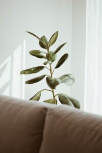 best house plants for air quality